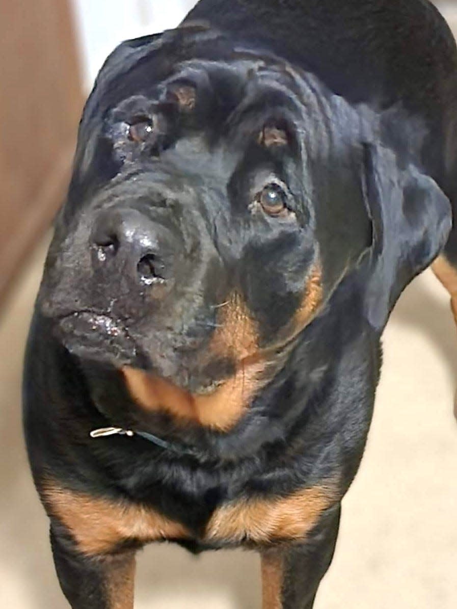 Bruce, a Rottweiler owned by Jessica Cole, of Binghamton, is battling lymphoma and the Magic Bullet Fund is helping the family raise funds for his treatment.