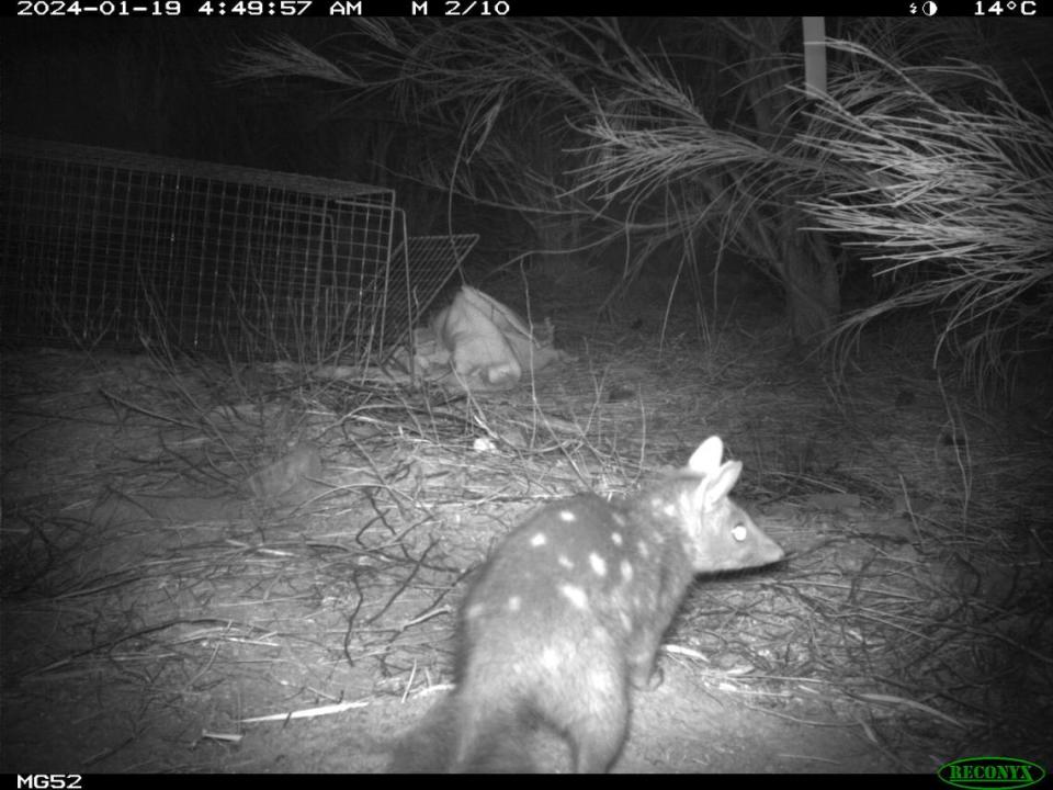 One of the wild-born baby Western quolls near a trap at Mount Gibson Sanctuary. Photo from the Australian Wildlife Conservancy