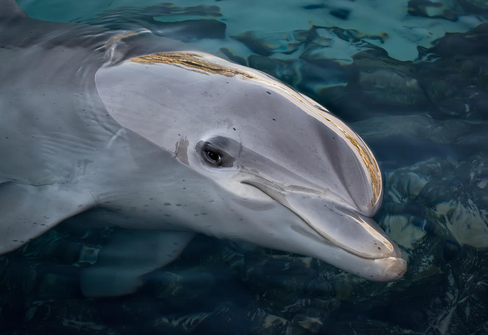 Dolphins in coastal areas of Australia