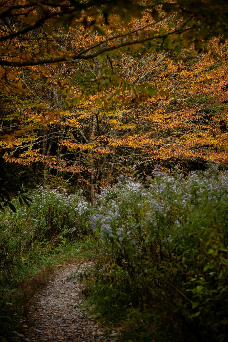 New England aster blooms under Autumn leaves along the Sam Knob Trail near the Blue Ridge Parkway, October 5, 2023.
