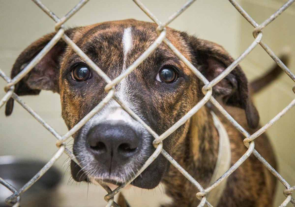 muncie animal shelter phone number