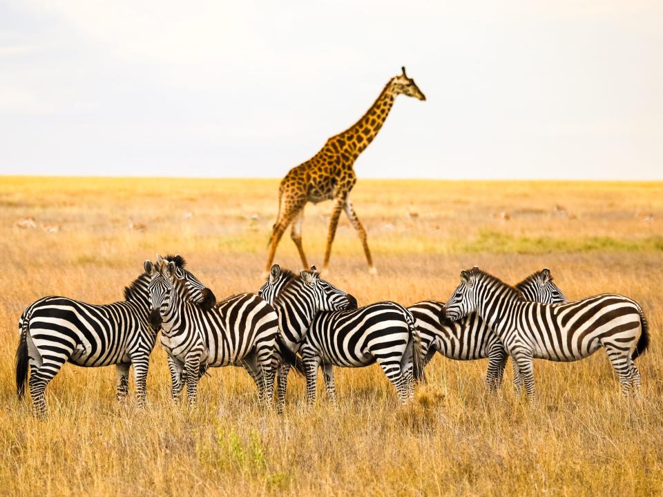 giraffes and zebras in tanzania