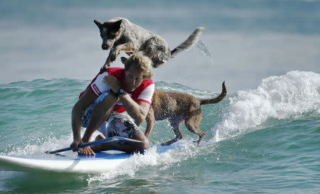 Australian dog trainer and former surfing champion Chris de Aboitiz rides a wave with his dogs Millie (top) and Rama off Sydney's Palm Beach, February 18, 2016. REUTERS/Jason Reed