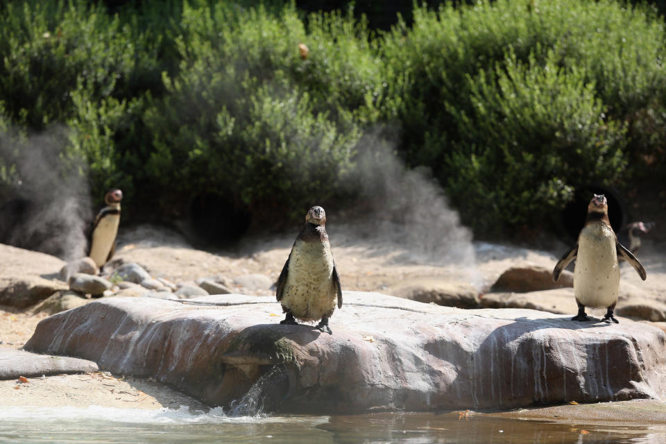 Penguins cool off next to jets of water vapour in their enclosure at ZSL London Zoo on July 17, 2013 in London, England. London Zoo's new Terrace Restaurant is due to open to the public on July 19, 2013.  (Photo by Oli Scarff/Getty Images)
