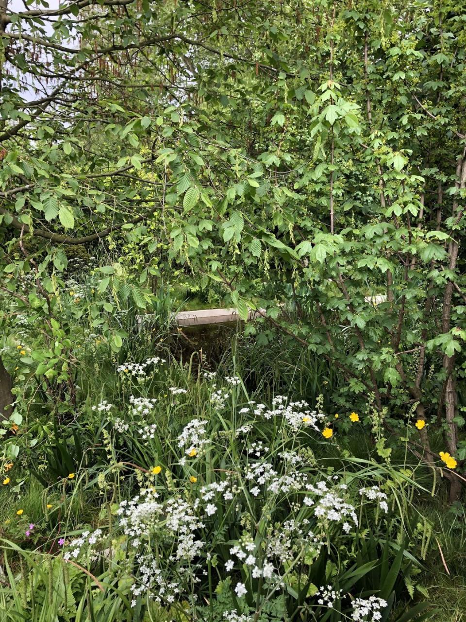<p>The delicate white flowers and fern-like foliage of cow parsley has proved especially popular on Show Gardens this year, a planting trend that will add a naturalistic charm to any garden. </p><p><strong>Andrew Duff</strong> uses the umbrella-like clusters of white frothy flowers to decorate his woodland glade alongside bright yellow buttercups, and <strong>Helen Elks-Smith </strong>incorporates it into a swathe of native hedgerow that wraps around the central pavilion on her garden for Warner’s Distillery.</p><p>Elsewhere, <strong>Jo Thompson </strong>adds it to a mass of dynamic planting around a central stone colonnade creating a soft, textured feel. </p><p>Image: Andrew Duff MSGD</p>