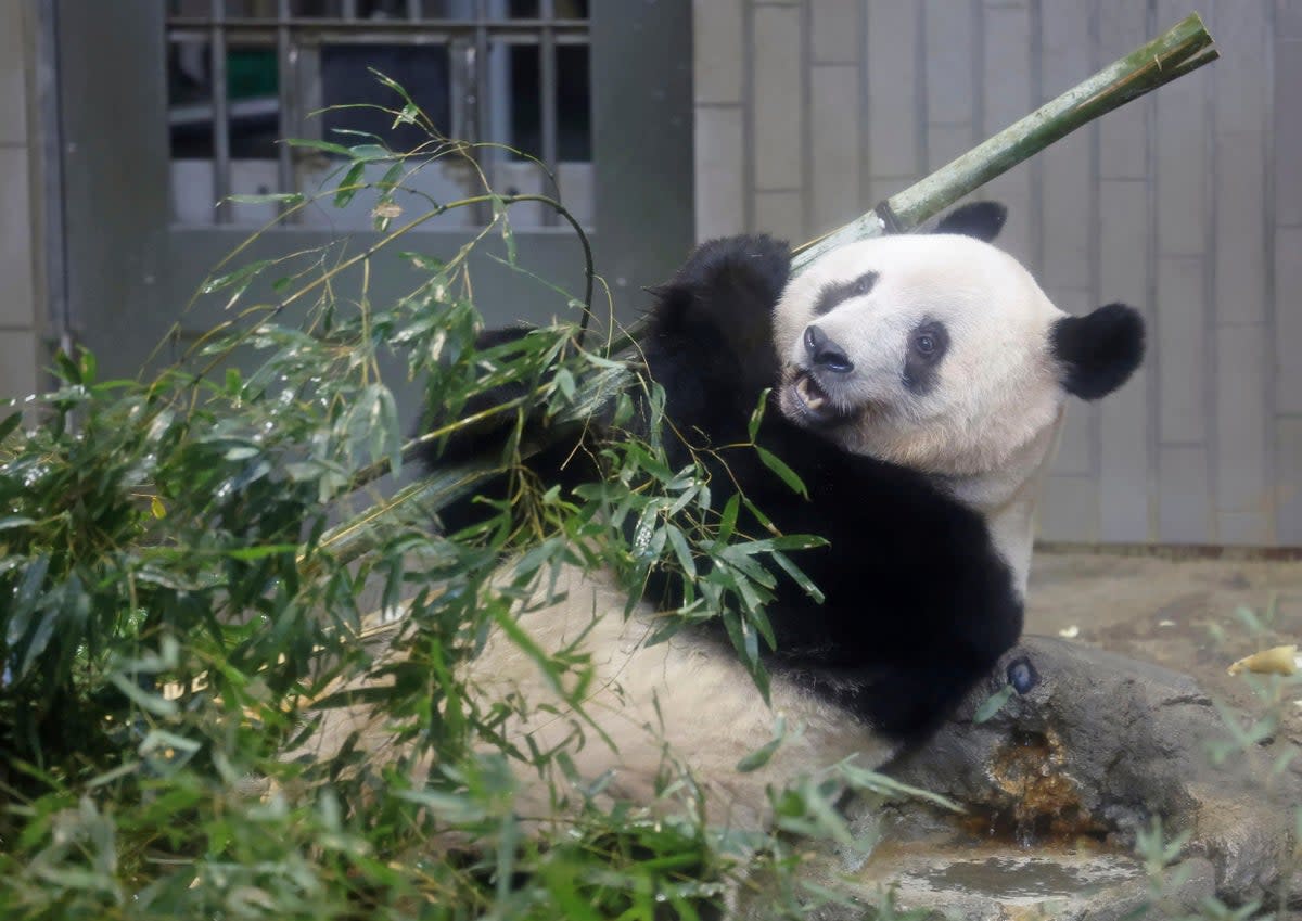 Giant panda Xiang Xiang is seen at a cage during her last viewing day at Tokyo’s Ueno Zoo, Sunday, 19 February 2023 in Tokyo, Japan. - Xiang Xiang, who was born six years ago, is the first giant panda to be born and raised naturally at the zoo and is being sent back to China for breeding purposes  (Masanori Takei/Kyodo News via AP)