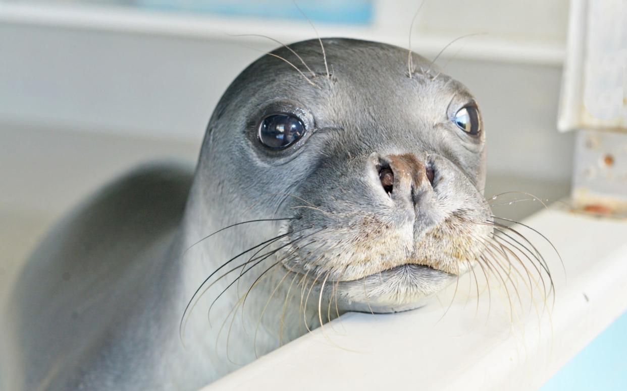 A Mediterranean monk seal pup - BBC