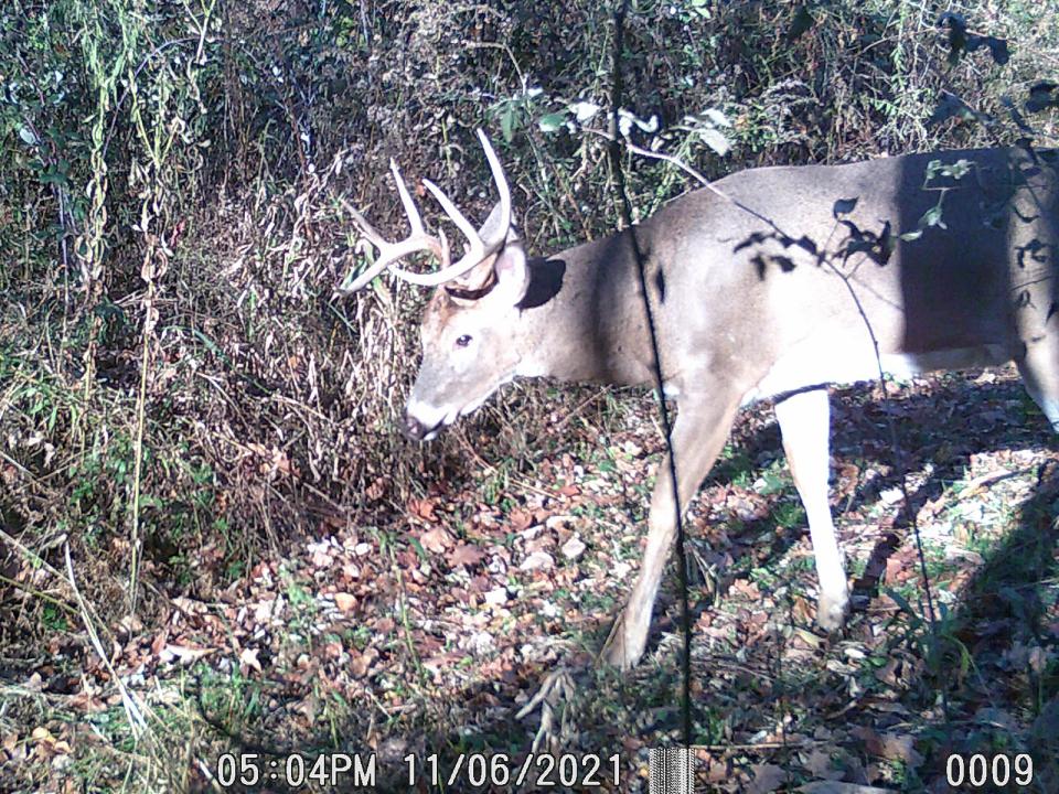 An 8-point buck walks near a trail camera Nov. 6 in Somerset County. The two-week rifle season begins Nov. 27 across Pennsylvania.