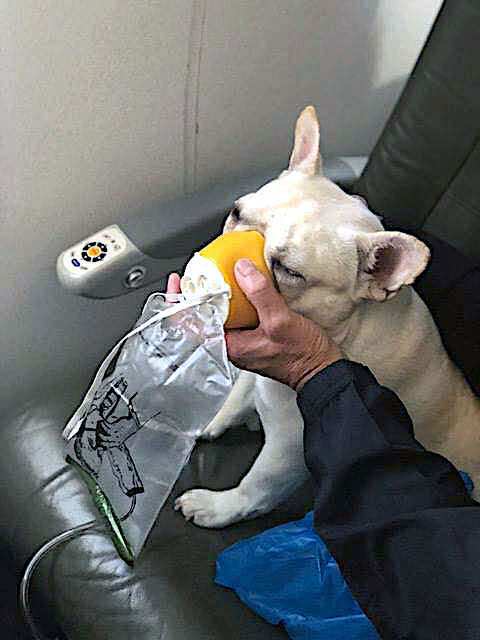 A French bulldog that was having trouble breathing on a JetBlue flight has recovered fully, the dog's owner says. (Photo: Michele and Steven Burt)