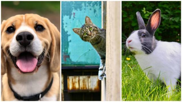 Big Win: New York Passes Bill to End the Retail Sale of Dogs, Cats and  Rabbits in Pet Stores!