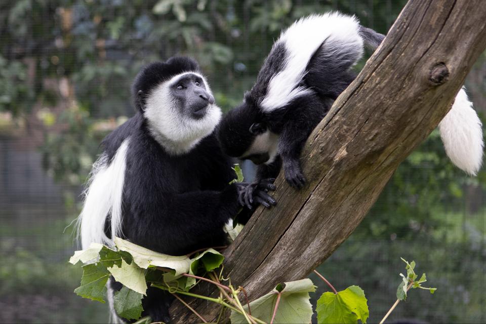 Colobus monkeys will populate the transformed enclosure at London Zoo (Will Amlott / ZSL London Zoo)