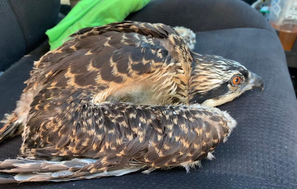 The osprey chick  pictured here in Kevin Friel's car on its way to the Cape Wildlife Center in Barnstable.