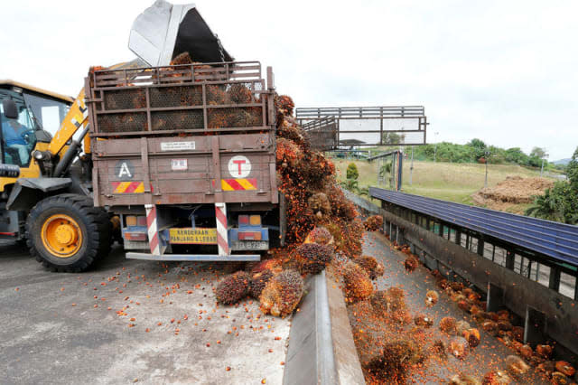 A worker unloads palm oil fruit bunches from a lorry inside a palm oil mill in Bahau, Negeri Sembilan