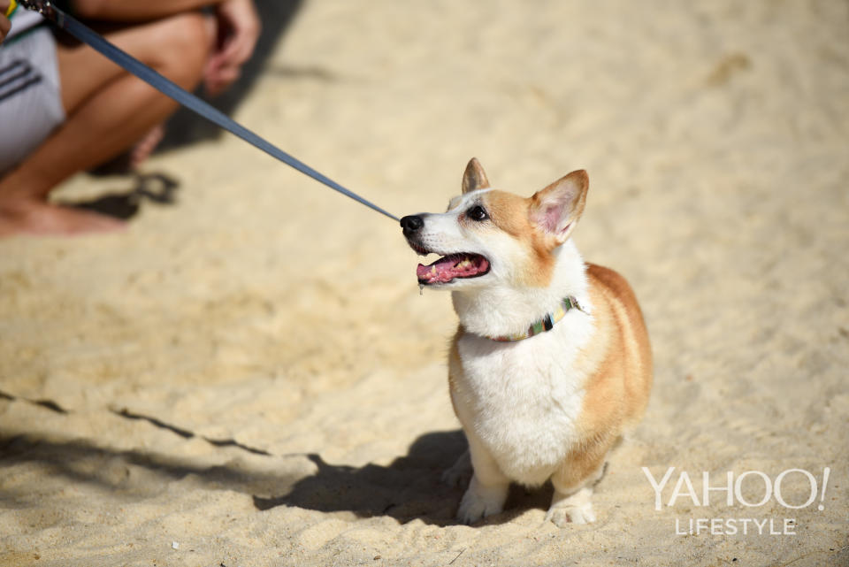 Corgi Gathering at Tanjong Beach