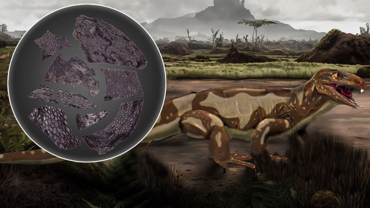  Artist impression of the reptile-like creature that the skin came from and shown in a circle beside the dinosaur is an image of the fossilized skin. 