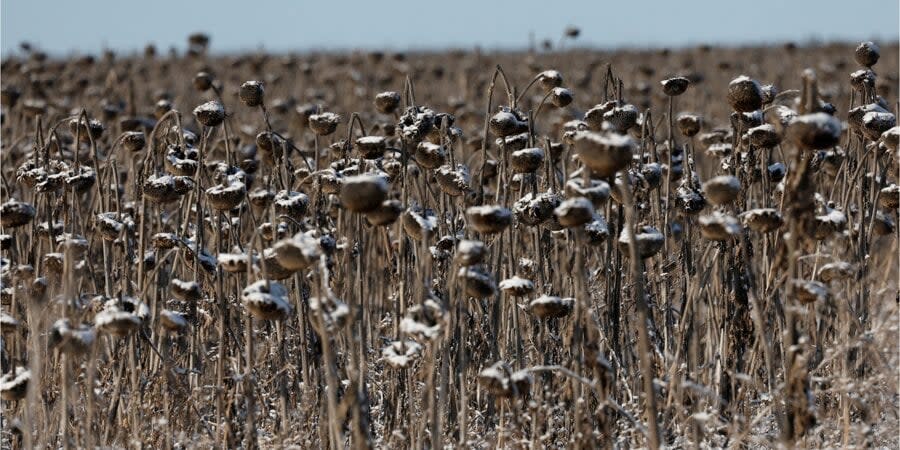 The field near Bakhmut, where Russian troops suffer heavy losses in daily assault attempts, January 7, 2023