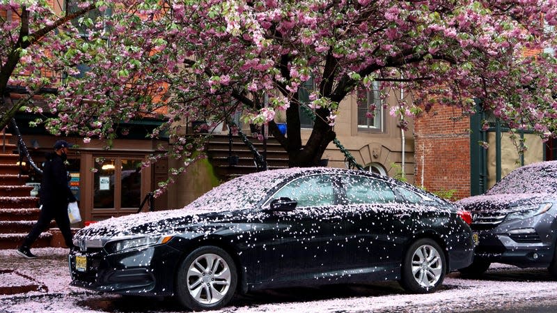 Cars are left covered in petals from spring blossoms during a rain storm on May 2, 2022, in Jersey City, New Jersey. - Photo: Gary Hershorn (Getty Images)