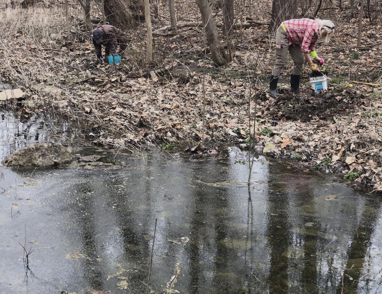 Members of the Canandaigua Botanical Society combed Mertensia Park in March looking for invasive species that threaten the beloved bluebell.