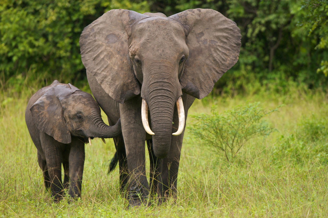 Mother elephant with her calf.