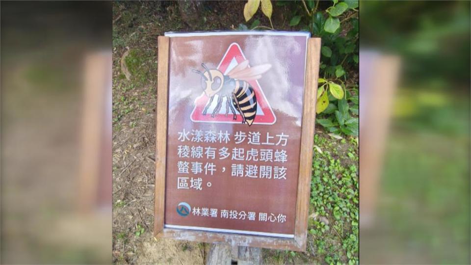 水漾森林竄出虎頭蜂　逢甲大學登山社9人受傷被螫傷