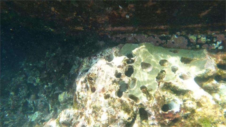台籍「巨龍號」4年前航行過失　擱淺重創海底珊瑚