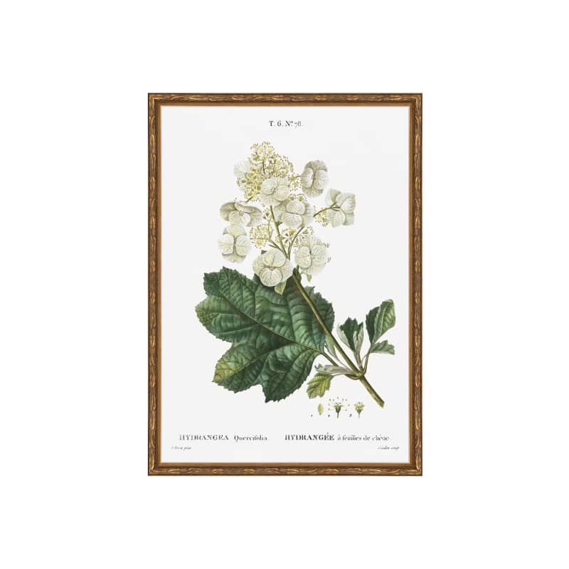 Classic Herbarium IV. Botanical Print