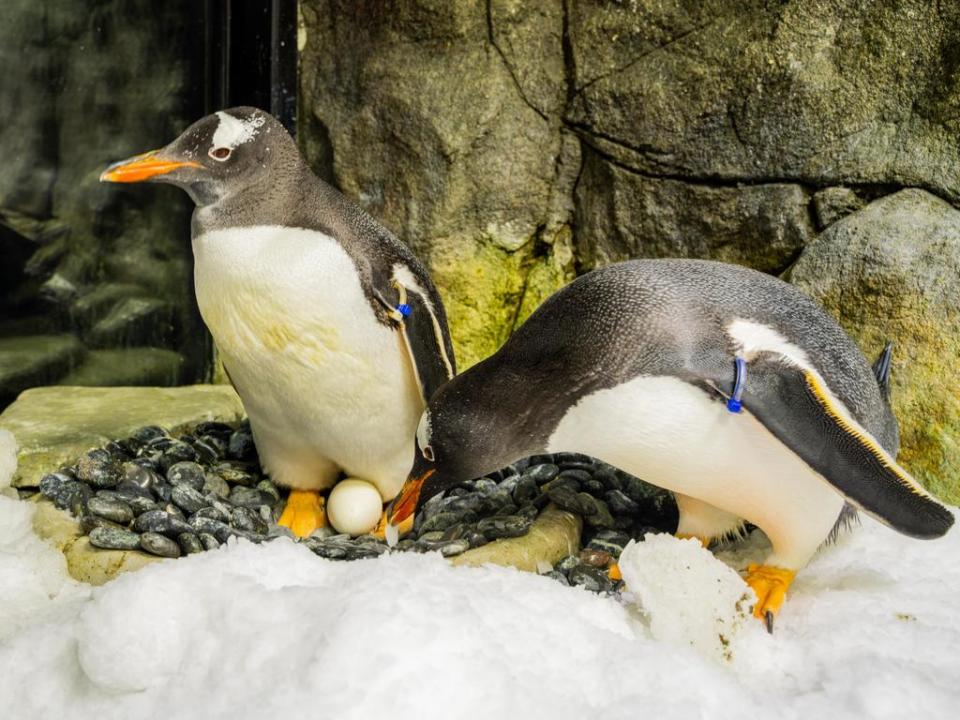 The penguins were inseparable even outside of the breeding season, which is unusual for gentoo penguins. Image: Provided by NCA NewsWire