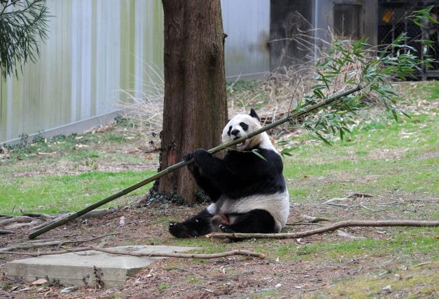 Viral video of 'skinny' giant panda in a US zoo ignites calls for its  return to China - Global Times