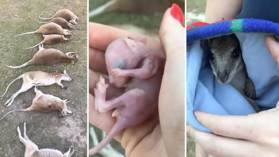 The wallabies were found on a sporting field, some of the wallabies had 'pinkies' and one joey tried to climb into its dead mother's pouch. Source: Facebook / The Agile Project.