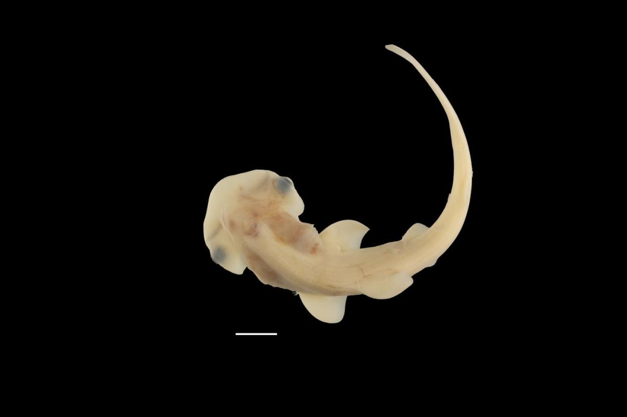 The characteristic hammer-shaped head is just becoming visible in this image of an embryonic bonnethead shark. Scale bar = 1 cm. Steven Byrum and Gareth Fraser, Department of Biology, University of Florida