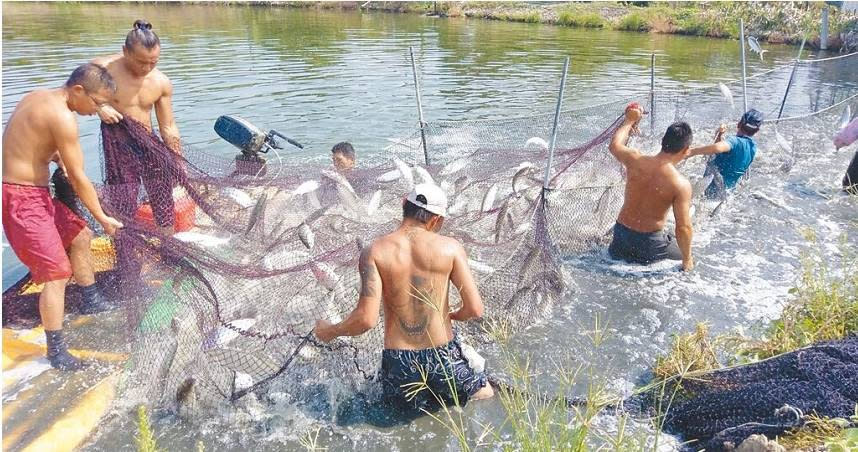 高雄養殖漁民多數與大型通路商契作，即使虱目魚價格近來飆漲，看得到卻賺不到。圖為漁民捕撈虱目魚。（圖／報系資料照）