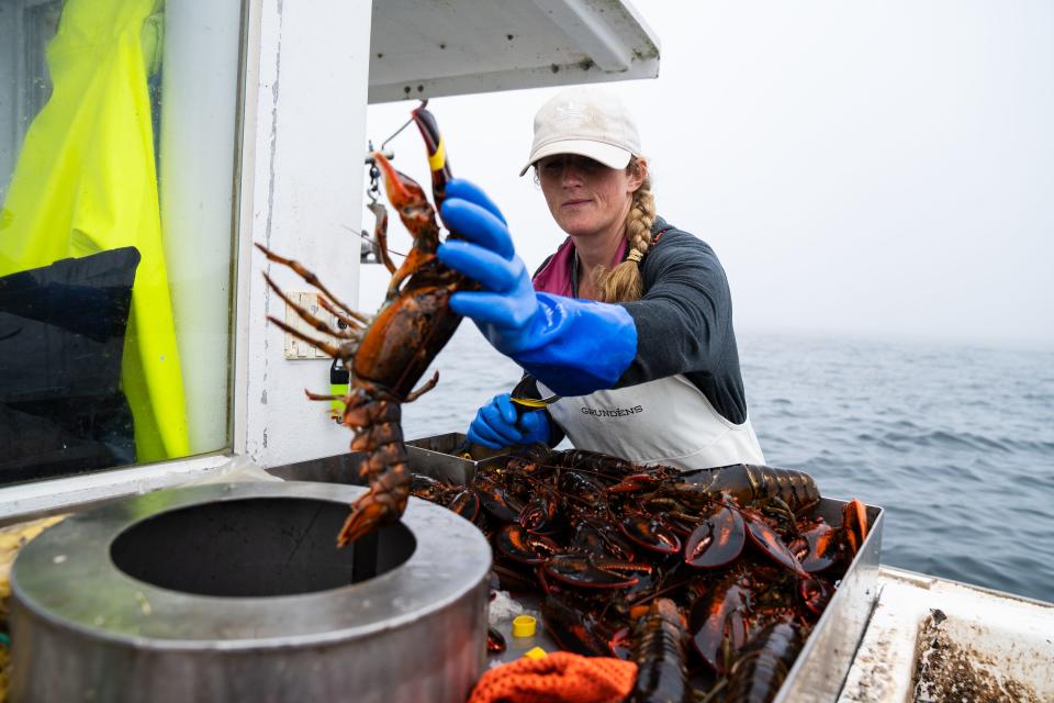 Krista Tripp places lobsters she caught into a bin before returning to the harbor to sell her haul.