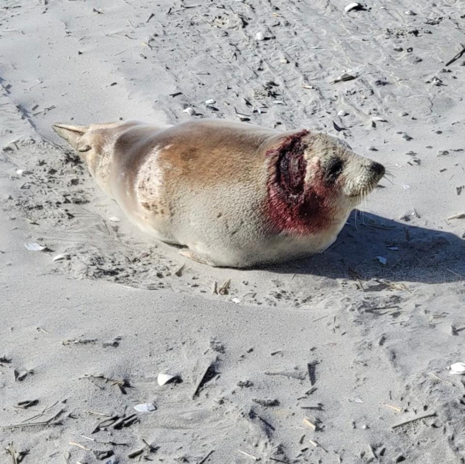 A female harp seal was found with grisly injuries in New Jersey. Marine Mammal Stranding Center