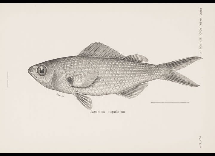 <strong>Scientific Name:</strong> <em>Azurina eupalama</em>    <strong>Common Name: </strong> Galapagos damsel fish    <strong>Category:</strong> Pelagic fish    <strong>Population: </strong>Unknown (declining)    <strong>Threats To Survival:</strong> Climate Change - oceanographic changes associated with the 1982 / 1983 El Nino are presumed to be responsible for the apparent disappearance of this species from the Galapagos 