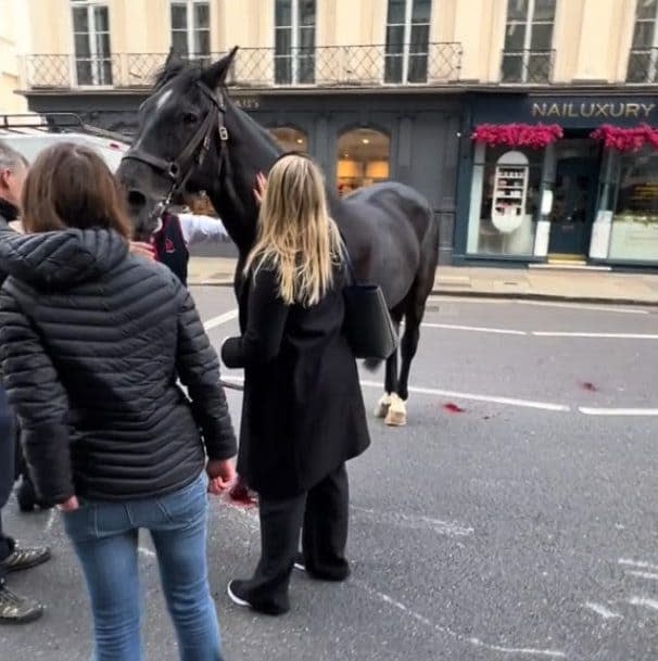 One of the horses bleeding on Buckingham Palace Road