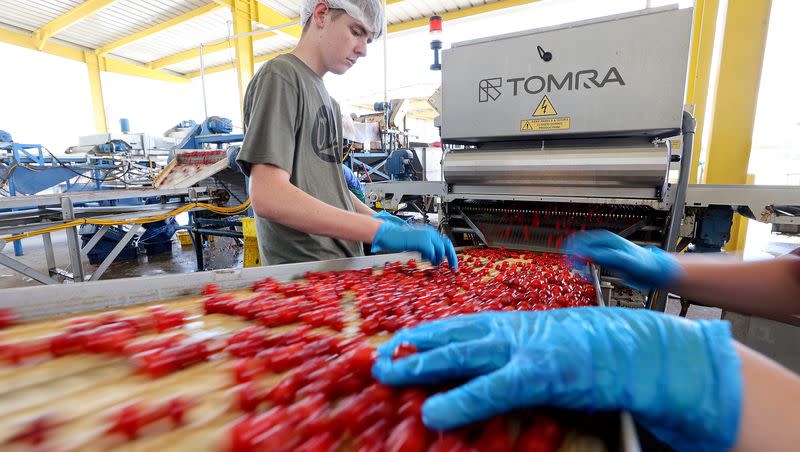 Jackson Hargreaves sorts cherries outside of the McMullin Orchards processing plant in Payson on Thursday, July 27, 2023.