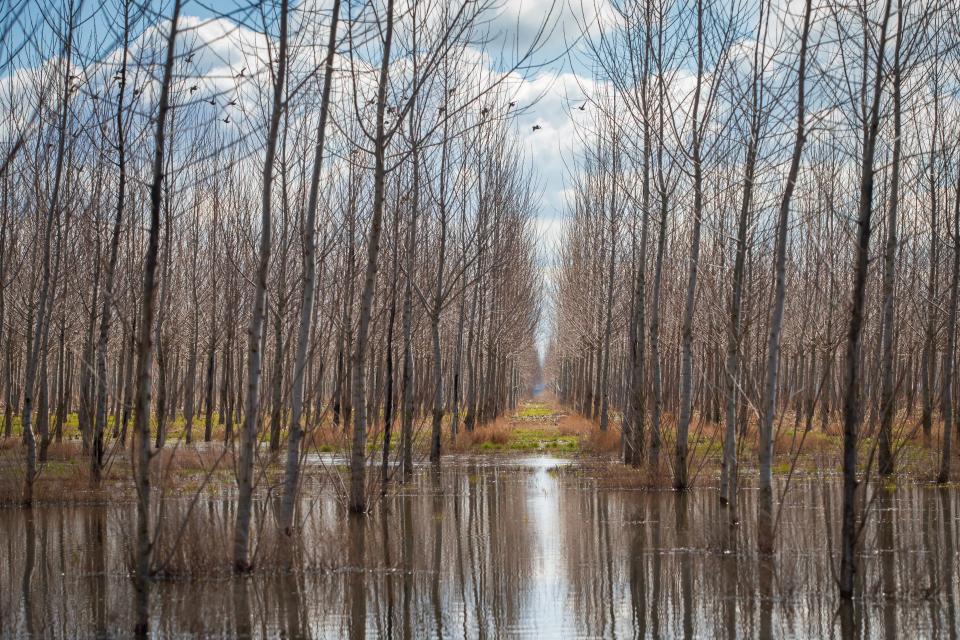 Poplar trees grow at the Metropolitan Wastewater Management Commission’s Biocycle Farm near Eugene.