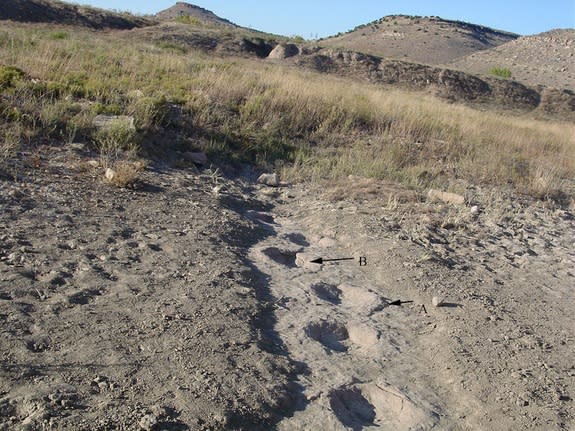 An arrow marks the spot where a dinosaur lost its footing while crossing a slippery mudflat