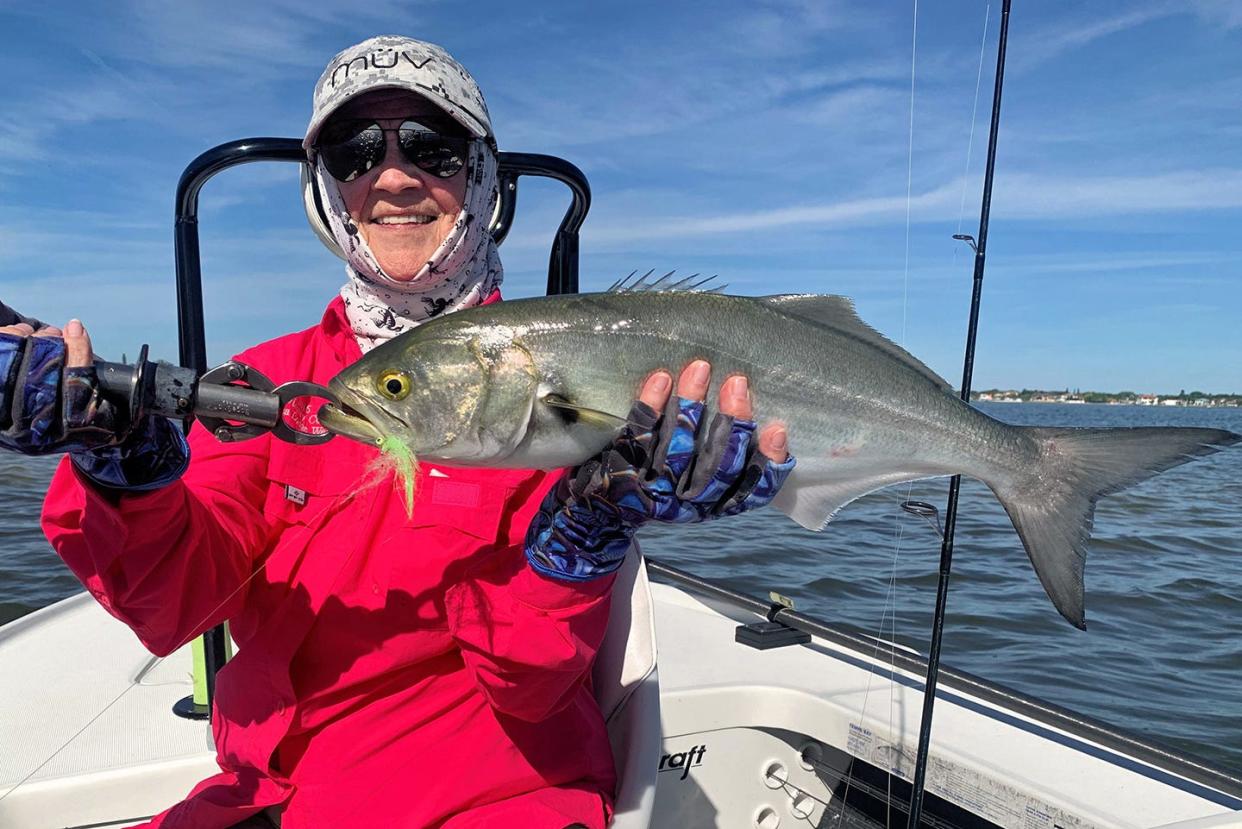 Pat Beckwith of Sarasota caught this bluefish on a fly while fishing in Sarasota Bay with Capt. Rick Grassett recently.