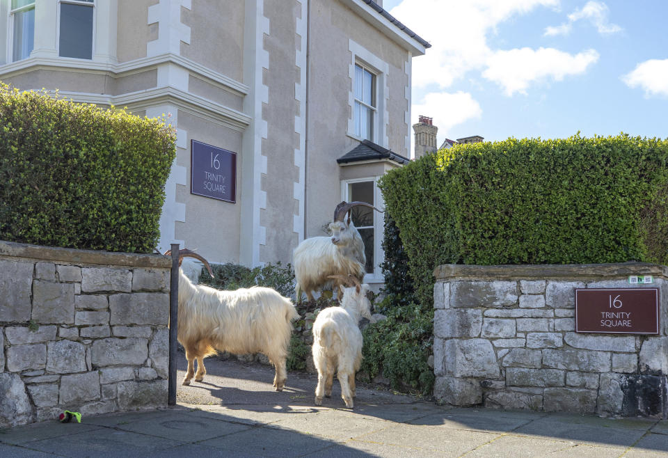 A herd of goats walk the quiet streets in Llandudno, north Wales, Tuesday March 31, 2020. A group of goats have been spotted walking around the deserted streets of the seaside town during the nationwide lockdown due to the coronavirus. (Pete Byrne/PA via AP)