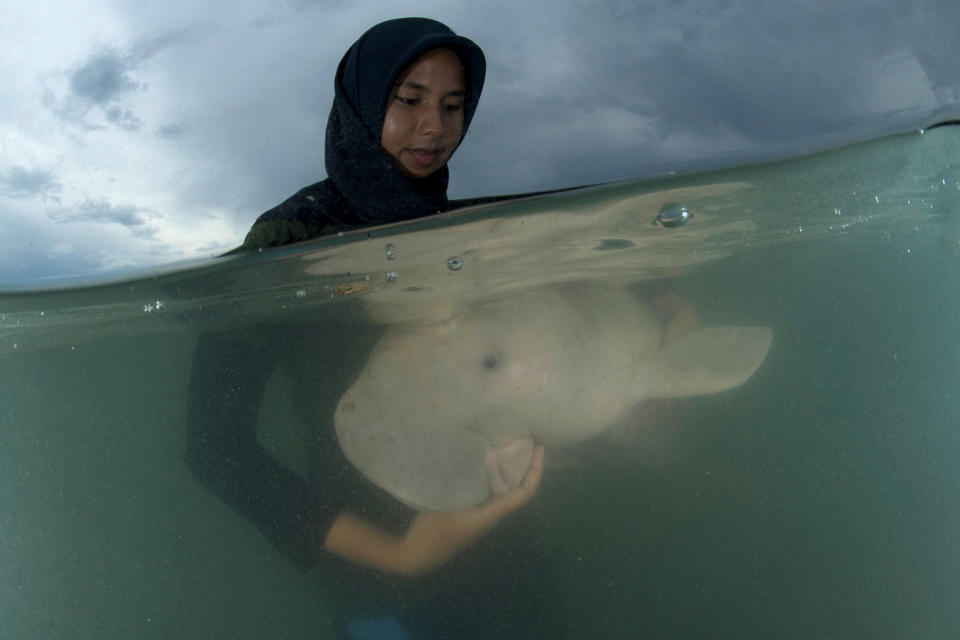 FILE - In this Thursday, May 23, 2019, file photo, an official of the Department of Marine and Coastal Resources feeds sea-grass spread to Marium, baby dugong lost from her mom in Libong island, Trang province southern Thailand. The 8-month-old dugong nurtured by marine experts after it was found near a beach in southern Thailand has died of what biologists believe was a combination of shock and ingesting plastic waste. The female dugong - a large ocean mammal - became a hit in Thailand after images of biologists embracing and feeding her with milk and sea grass spread across social media. Last week, she was found bruised after being chased and supposedly attacked by a male dugong during the mating season. (Sirachai Arunrugstichai via AP, File)