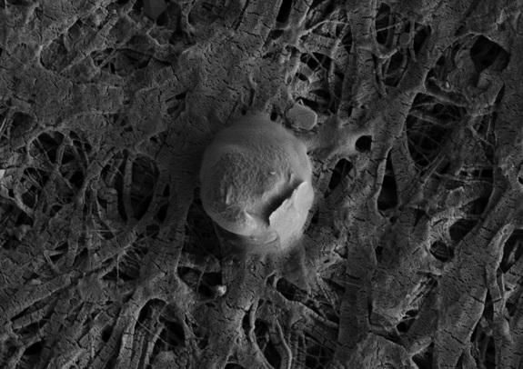 A coccoid-shaped microbe with an attached sediment particle from subglacial Lake Whillans.