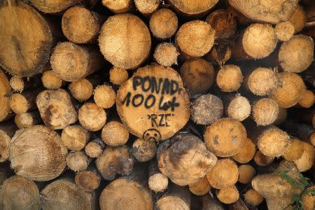 Logged trees are seen after logging at one of the last primeval forests in Europe, Bialowieza forest, Poland August 29, 2017. Sign reads "More than 100 years". REUTERS/Kacper Pempel