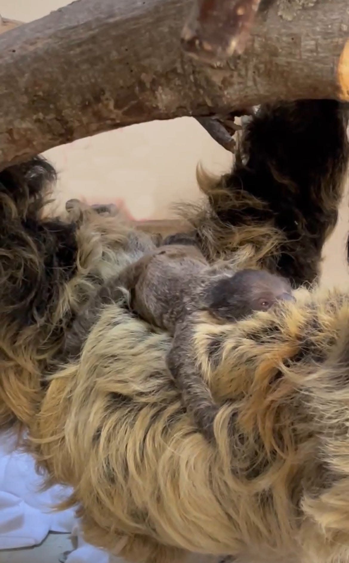 Lightning, a two-toed sloth at the Cincinnati Zoo & Botanical Garden, gave birth to her baby sloth Wednesday.