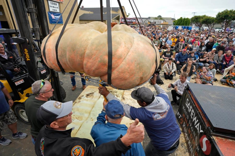 A pumpkin called “Michael Jordan,” grown by Travis Gienger of Anoka, Minn., is lifted to be weighed at the Safeway 50th annual World Championship Pumpkin Weigh-Off in Half Moon Bay, Calif., Monday, Oct. 9, 2023. Gienger won the event with his pumpkin weighing 2749 pounds. (AP Photo/Eric Risberg)