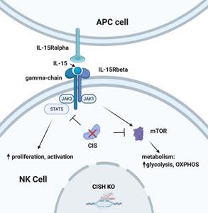 CISH gene knockout confers enhanced metabolic profile on NK cells, created with BioRender.com