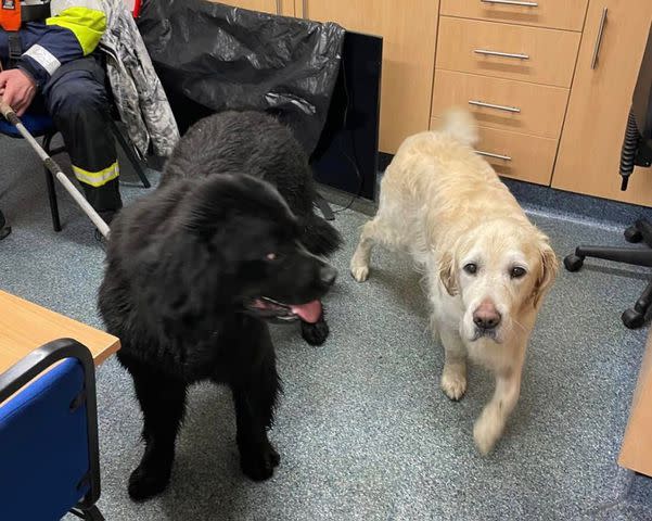 <p>Douglas Coastguard Rescue Team</p> Newfoundland hero dog reunites with their golden retriever friend after helping to rescue the pet