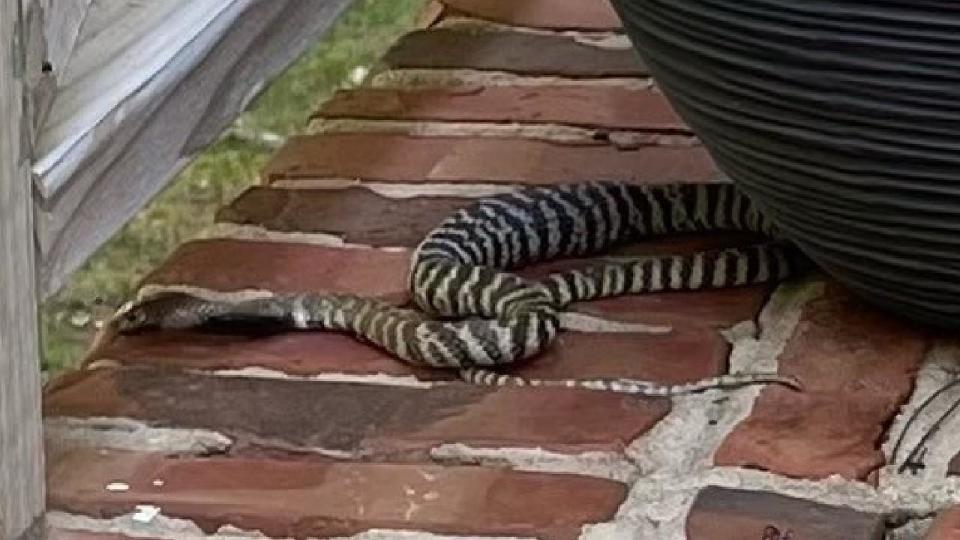 Raleigh police sent an warning early Tuesday after a zebra cobra, which is known to spit venom, was spotted on the porch of a home. / Credit: Raleigh Police Department