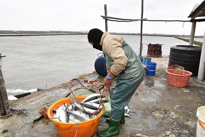 今年入冬以來最強寒流發威，首日已造成雲林縣沿海虱目魚凍傷、翻肚，漁民冒著冷風打撈。（周麗蘭攝）