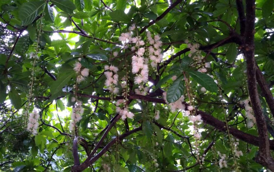 有夏日煙花之稱的「穗花棋盤腳」一串串花絮如珠簾般懸掛枝頭，到了夜幕低垂時才會燦爛的展開。　（記者吳瀛洲攝）